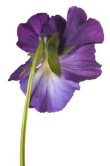 Photo sur Aluminium Pansies pansy flower isolated