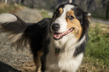 Chien de race Border Collie dans un jardin