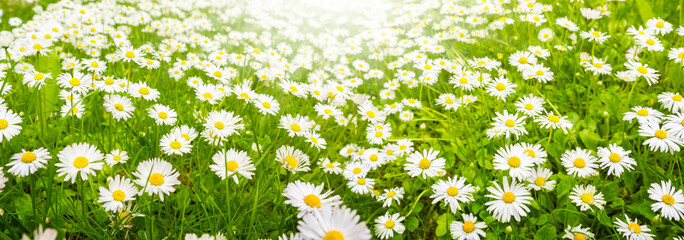 Gänseblümchen, Blumenwiese im Sommer, Banner © fotoknips
