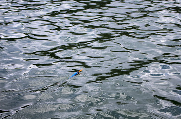 Water surface and float. Fishing tackle in water of lake. Summer weekend in nature environment.