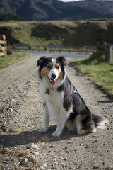 Chien de race Border Collie dans un jardin