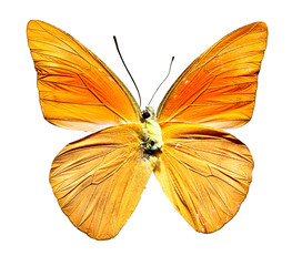 Top View of Spread Butterfly