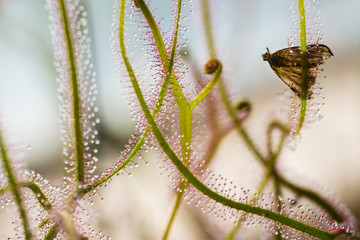 Insectivorous plant Drosera close up