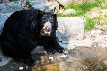 Black bear sitting on a rock and eating