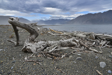 Driftwood at the shore with foggy background