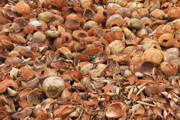 Coconut Shells / Heap of coconut shells at the beach of Lomé, the capital of Togo in West Africa