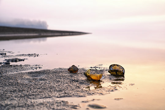 Seashells on the shore of lake