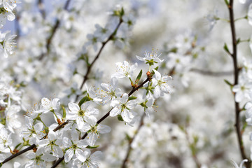 Blühender Schlehdorn ( Prunus spinosa ) 