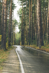 Fototapeta premium The road through the pine forest. Wet asphalt after rain