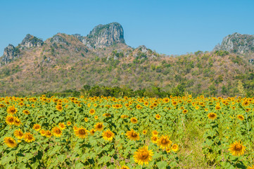 Sunflower field in blue sky in Lopburi, Thailand No.3