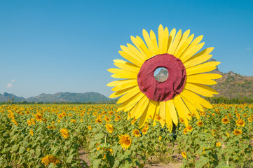 Sunflower field in blue sky in Lopburi, Thailand No.2