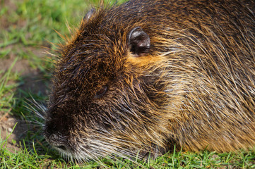 Myocastor coypus Nutria