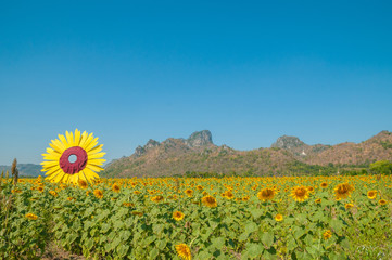 Sunflower field in blue sky in Lopburi, Thailand No.1