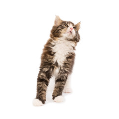 Maine coon kitten isolated on white background