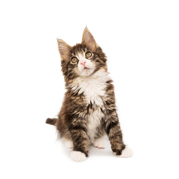 Maine Coon Kitten Isolated On White Background