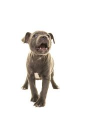 Cute grey stafford terrier puppy dog looking up with its mouth open as of speaking isolated on a white background © Elles Rijsdijk