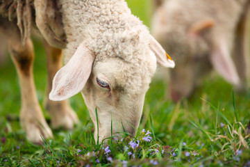 Naklejka na ściany i meble Lamb grazing on green grass meadow