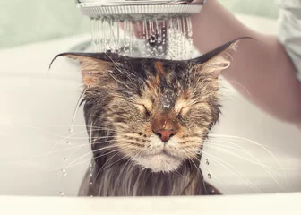 Papier Peint photo Lavable Chat Chat mouillé dans le bain