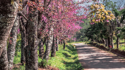 Pink Flower Tree and Curve Road View Background