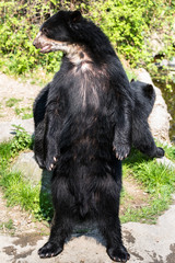Bear cubs playing and fighting standing up on 2 legs