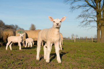 Little white lamb on a grassfield with other sheep in the background facing the camera on a sunny day