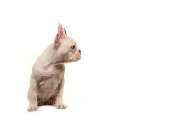 White french bulldog puppy looking to the right isolated on a white background