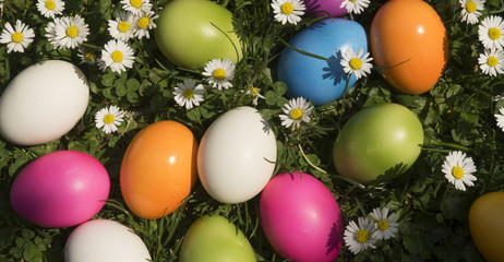 Easter eggs in the grass with daisies