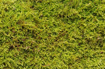 Green Moss Texture