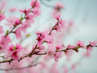 Pink blooming tree in garden, spring concept.