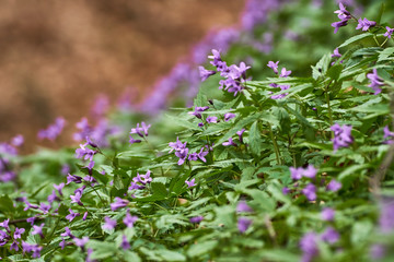 Small purple flowers