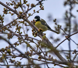 Great tit on a branch
