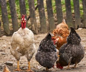 Free range chickens and rooster
