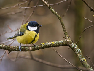 Great tit on a branch