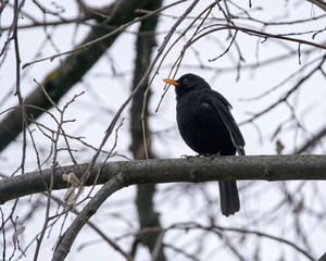 Blackbird perched on a branch