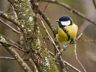 Great tit on a branch