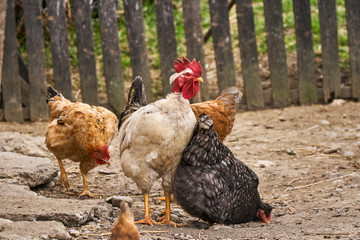 Free range chickens and rooster