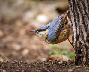 Nuthatch on a tree