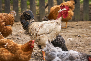 Free range chickens and rooster
