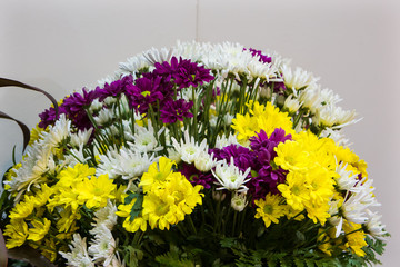 Abstract background of colorful flowers. Close-up.