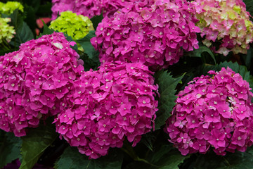 Abstract background of colorful flowers. Close-up.