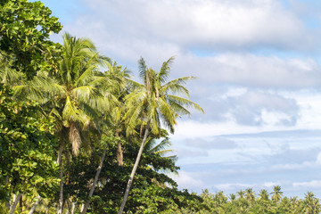 Fototapeta premium Tropical landscape with palm tree and cloudy sky. Outdoor travel in exotic place.