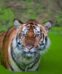 Close up face bengal tiger in nature background