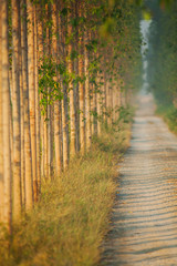 Eucalyptus forest in Thailand on the road