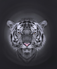 Close up face white bengal tiger in black background