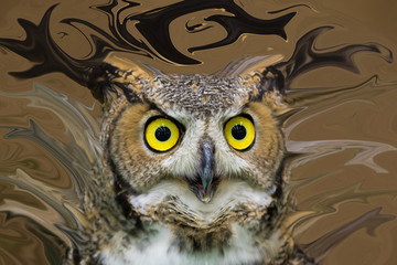Close up face of Owl