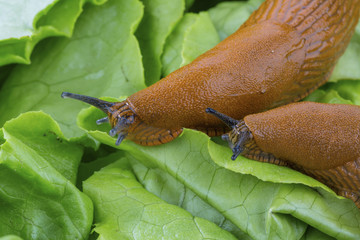 Schnecke mit Salatblatt © Gina Sanders