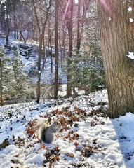 scoiattolo a central park
