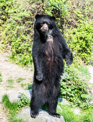 Bear cubs playing and fighting standing up on 2 legs