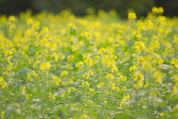 Mustard seed flowers
