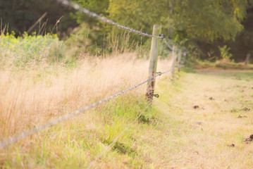 Fototapeta premium Meadow